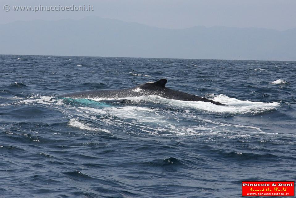 ECUADOR - Whale watching in Puerto Lopez - 14.jpg